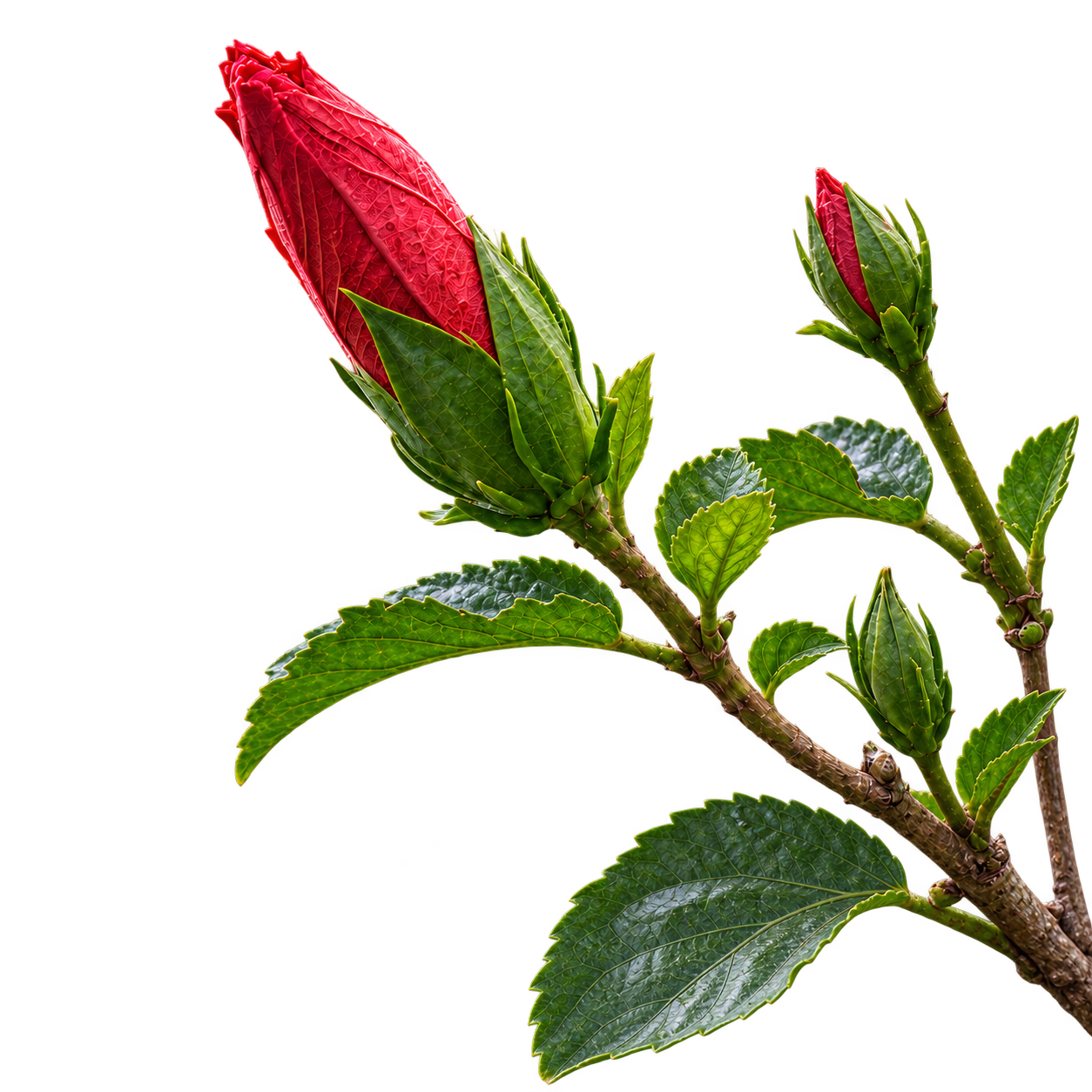 Rote Hibiskusknospen