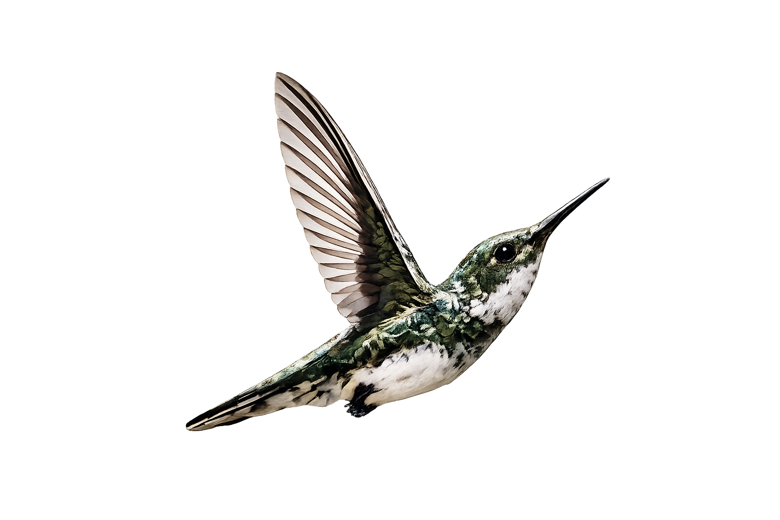 Kolibri im Flug